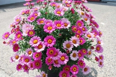 Flowers near Bellinter House Meath