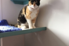 Cat in new cattery at Navan Co. Meath near Dublin, Louth, Cavan and Kildare