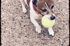 Dog playing and exercising in kennels