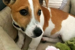 Pup with his toys